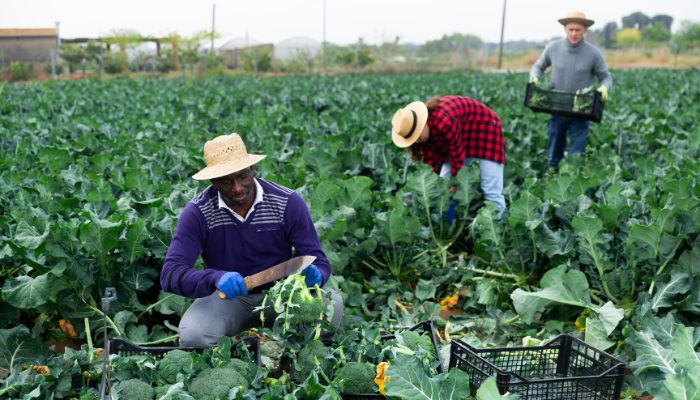 Developing a National Communication Strategy to Support Uptake of a National Horticulture Standard